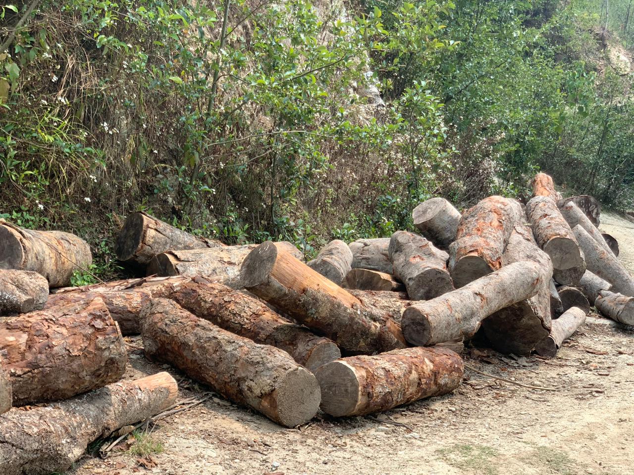 तेह्रथुमको खाम्लालुङ जंगलमा अख्तीयारको अनुसन्धान