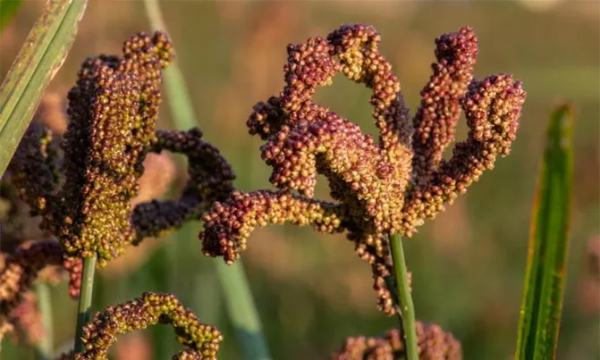 millet-plant-671x403-1-1726392783.webp